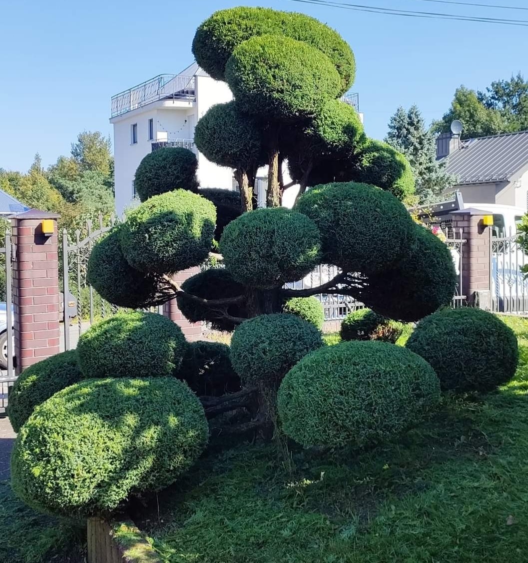 Oryginalnie uformowane drzewo iglaste w ogrodzie, przycięte w kuliste kształty, na tle domu i ogrodzenia z cegły.