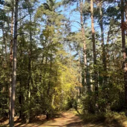 Kontakt z naturą jako czynnik leczący w psychoterapii uzależnień.