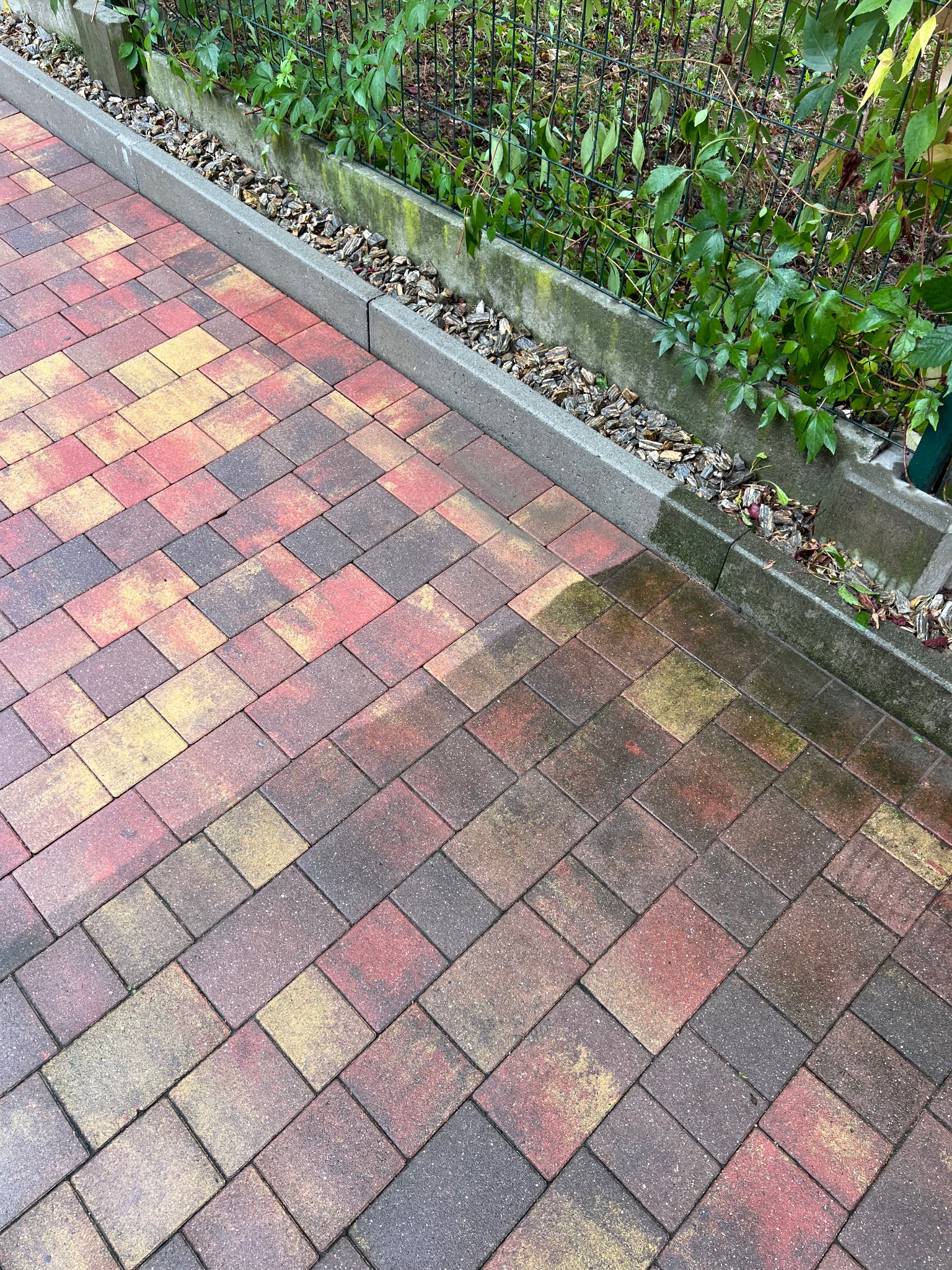 Wielokolorowa kostka brukowa ułożona w jodełkę, częściowo wilgotna, przylegająca do betonowego obrzeża z roślinnością i korą.