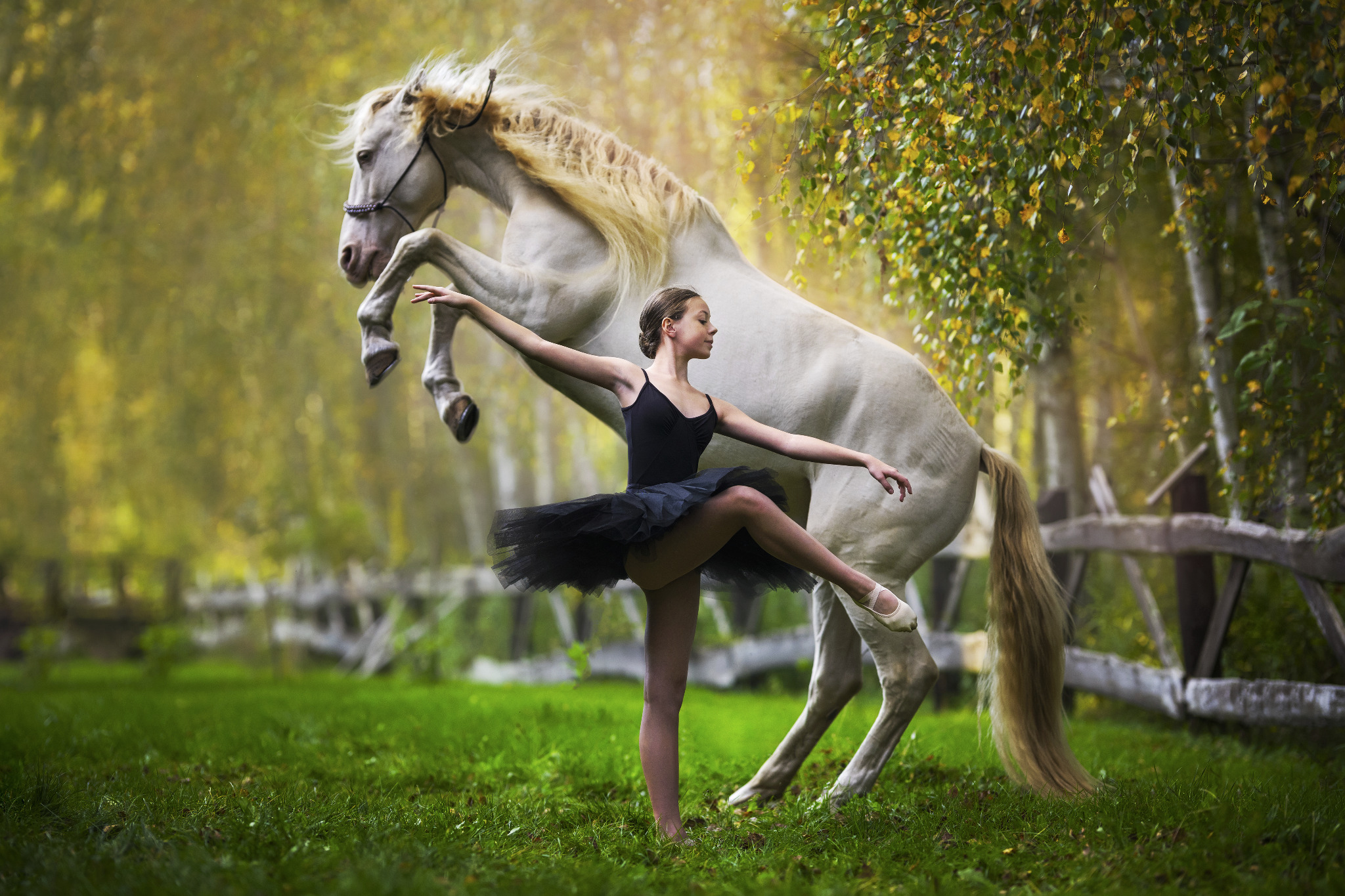 Młoda baletnica w czarnym stroju pozuje z białym koniem stojącym dęba na tle leśnej scenerii z drewnianym płotem.