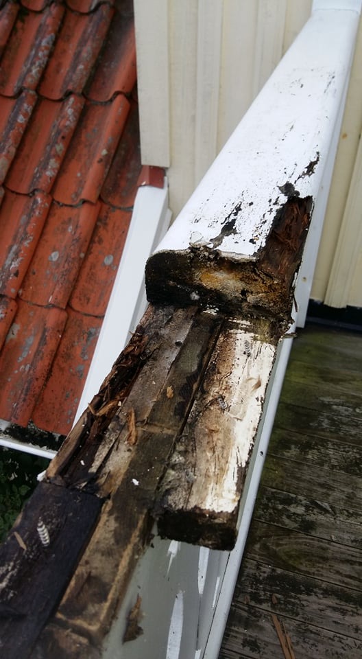 Zniszczona drewniana rynna dachowa z widocznymi śladami gnicia i odpadającą białą farbą, na tle czerwonej dachówki i desek elewacyjnych.