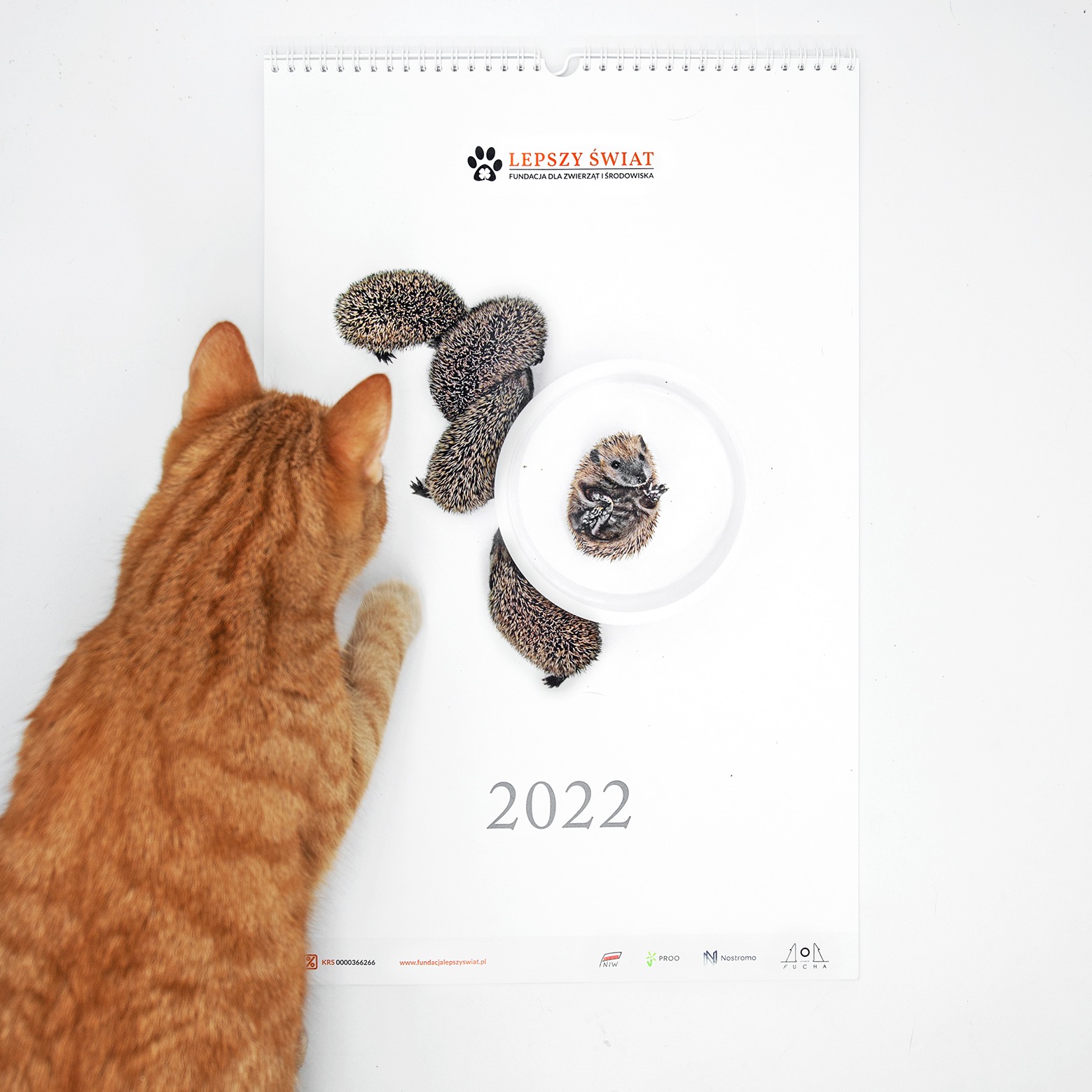 Rudy kot z profilu ogląda kalendarz 2022 fundacji 'Lepszy Świat' z ilustracją jeży.