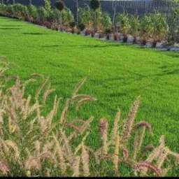 Świeżo skoszony trawnik z ozdobnymi trawami w pierwszym planie i rzędem krzewów w tle, oddzielony od sąsiedniej posesji drewnianym płotem.