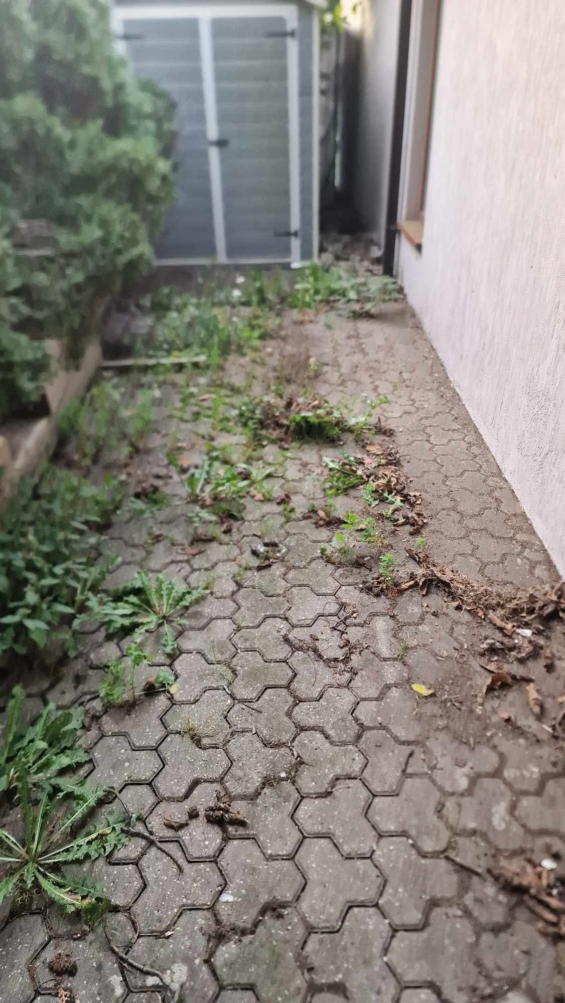 Zarośnięta kostka brukowa przed domem, widoczne chwasty i liście między kostkami, obok ściana budynku i szopa.