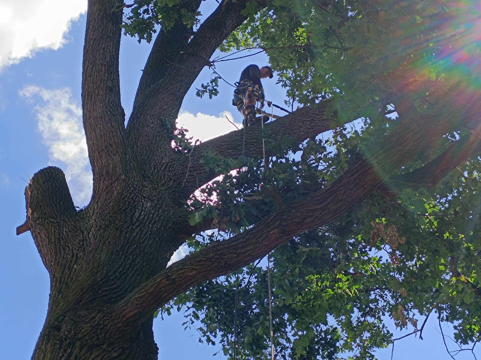 Arborysta w uprzęży, zabezpieczony linami, pracuje na rozłożystym dębie w słoneczny dzień.