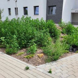 Szufeleczka Sp. z o. o. - Zarośnięty klomb przed budynkiem mieszkalnym z widocznym adresem Wyszyńskiego 2D, wymagający interwencji ogrodnika.