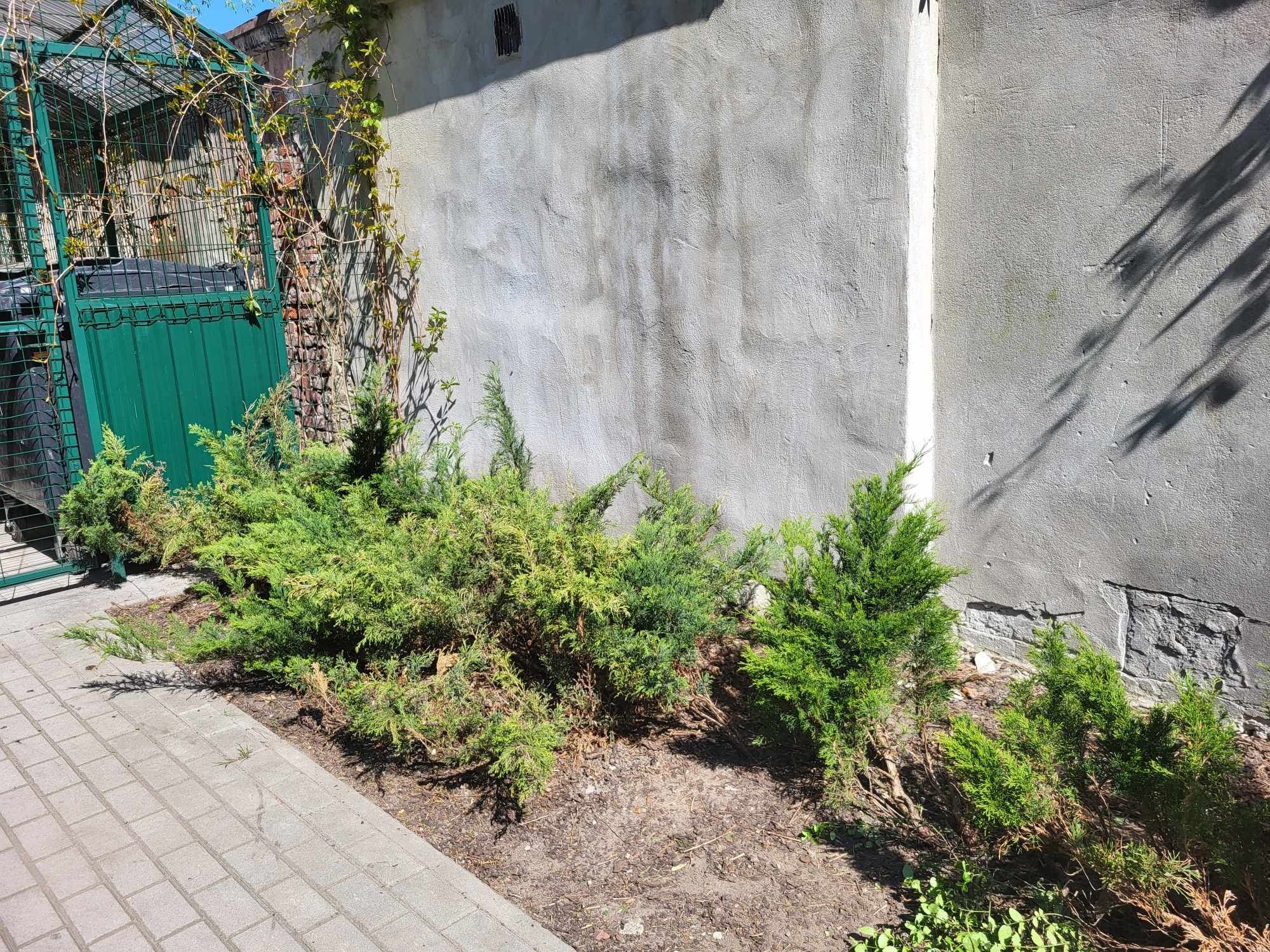 Nasadzenia iglaków przy betonowym murze i chodniku z kostki, widoczne pozostałości po uschniętych gałęziach i liściach.