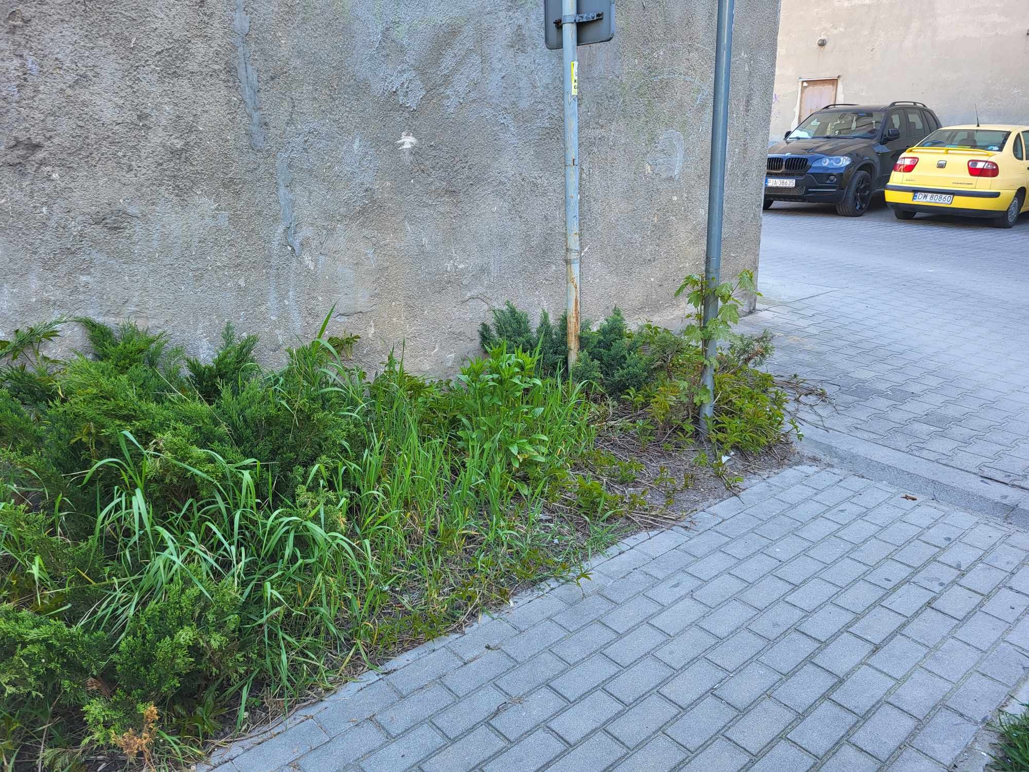Zarośnięty fragment chodnika przy betonowym murze, z widocznymi krzewami iglastymi i wysoką trawą, obok słupka drogowego i zaparkowanych samochodów w tle.