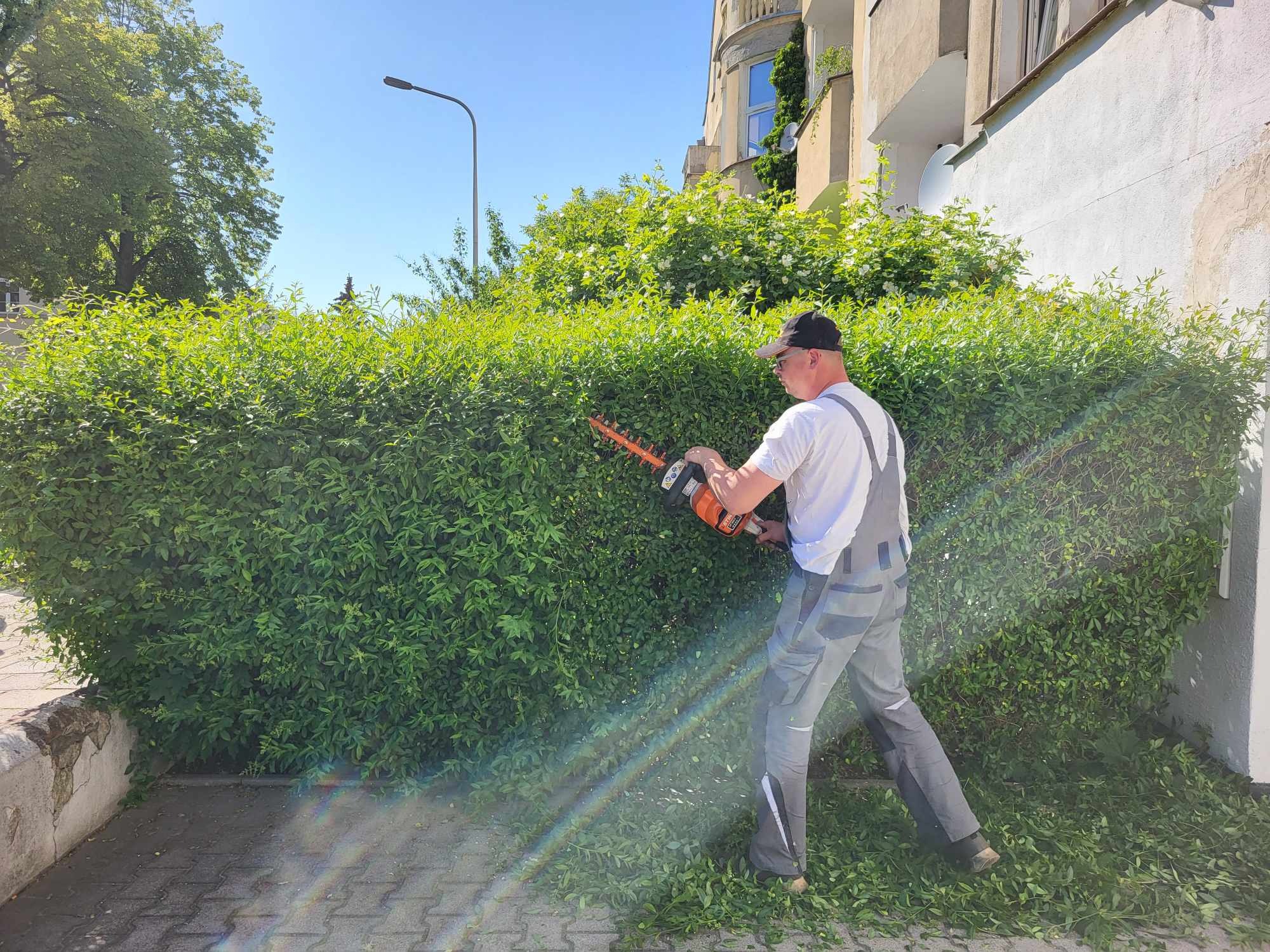 Mężczyzna w szarym kombinezonie i czapce przycina żywopłot nożycami spalinowymi, z widocznym rozproszonym światłem słonecznym na chodniku i fragmentem budynku w tle.