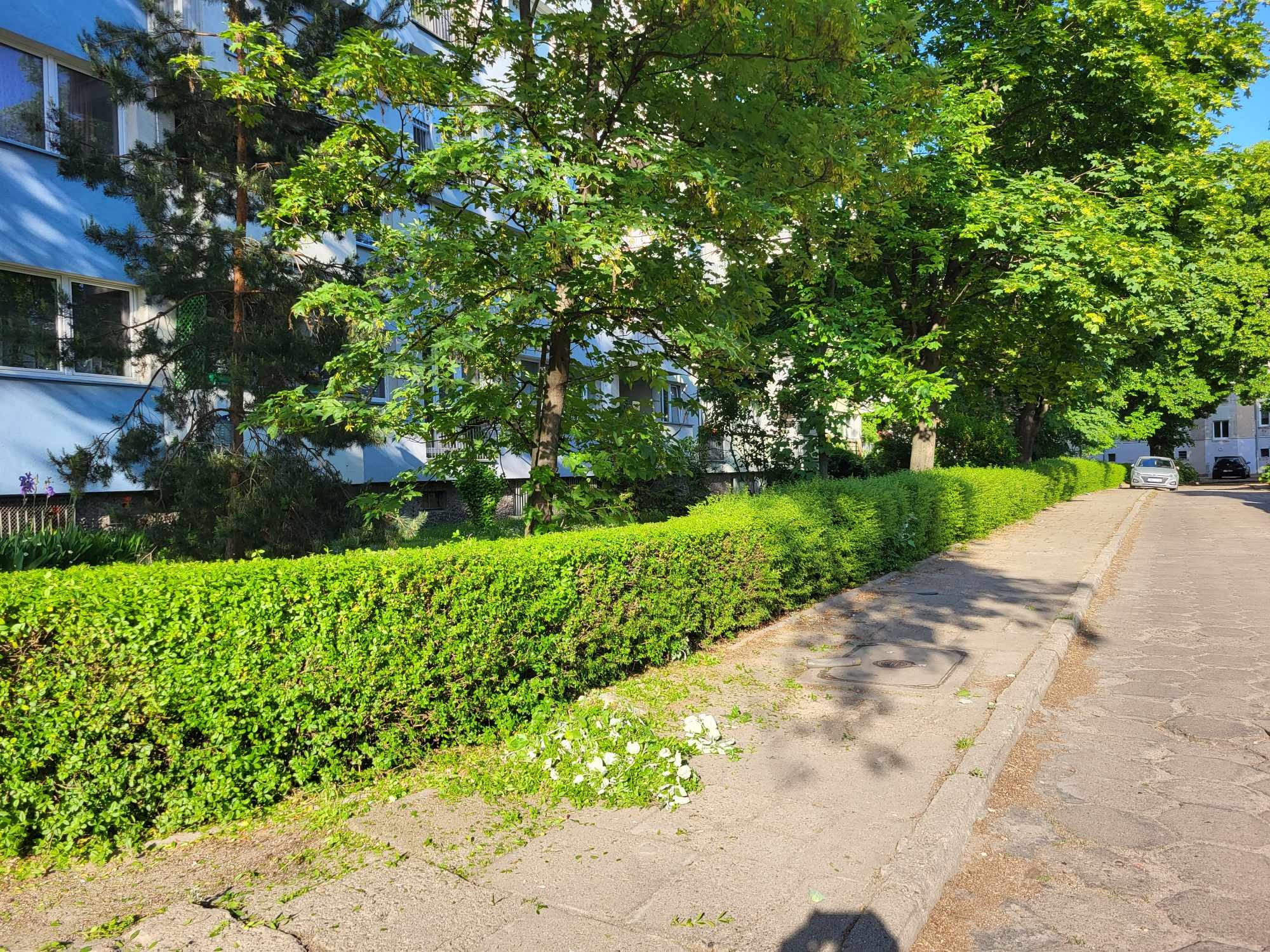 Równy, zielony żywopłot po przycięciu, z widocznymi świeżymi obcięciami na chodniku, na tle bloku mieszkalnego i drzew