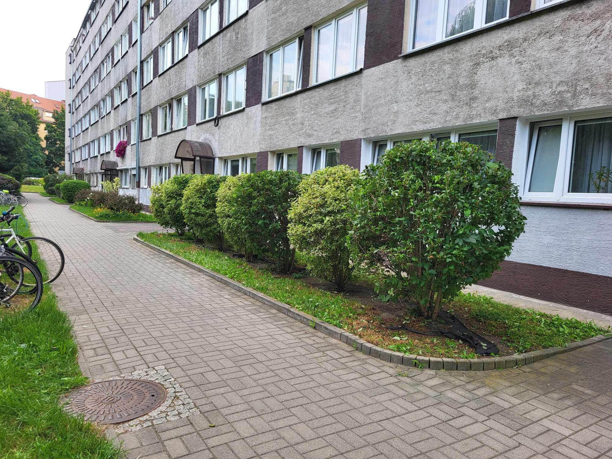 Równy szpaler przystrzyżonych krzewów przed szarym budynkiem wielorodzinnym z chodnikiem z kostki, widoczne rowery i studzienka kanalizacyjna