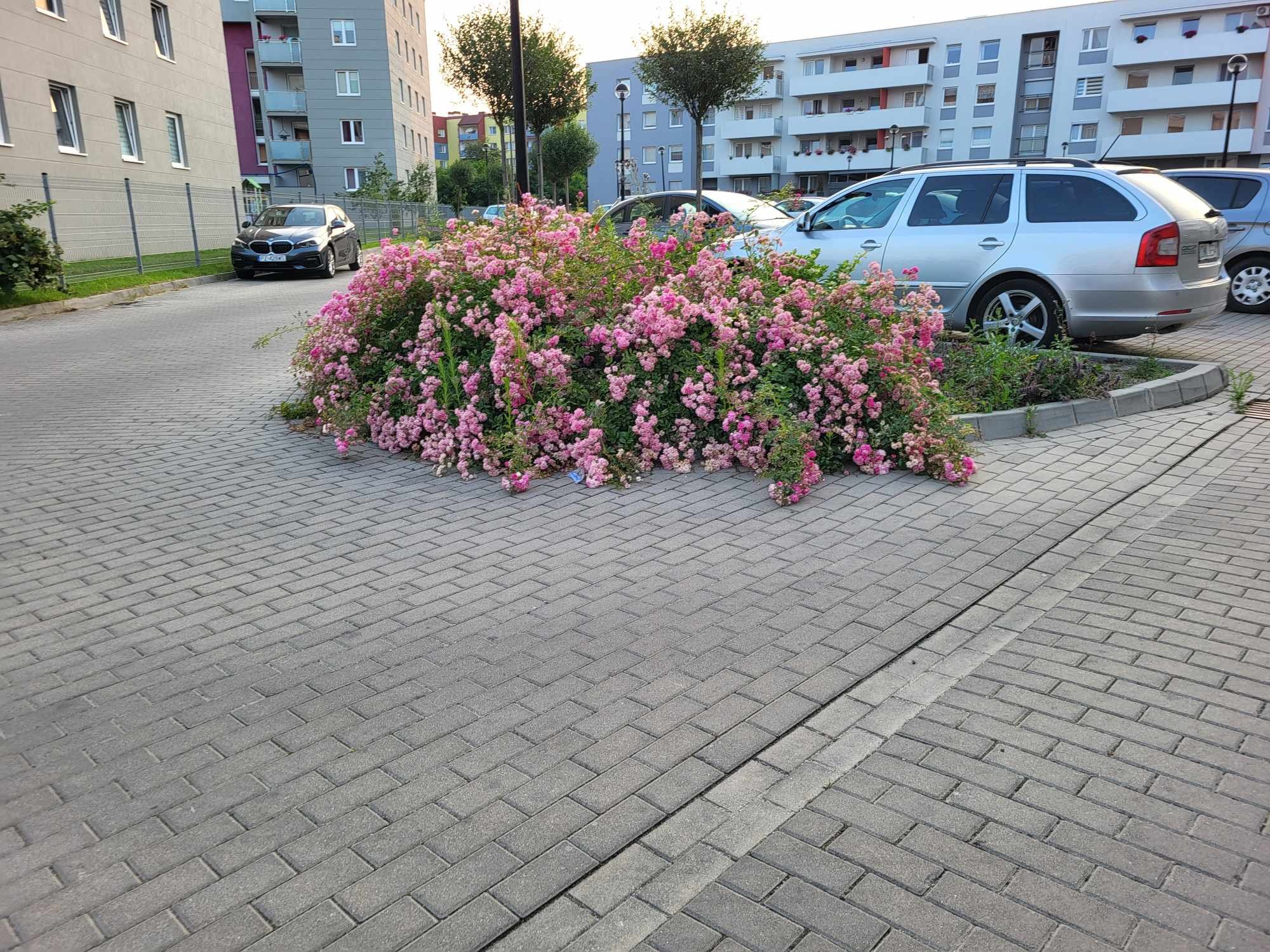Kępa różowych kwiatów w donicy na parkingu osiedlowym, z samochodami i blokami mieszkalnymi w tle.