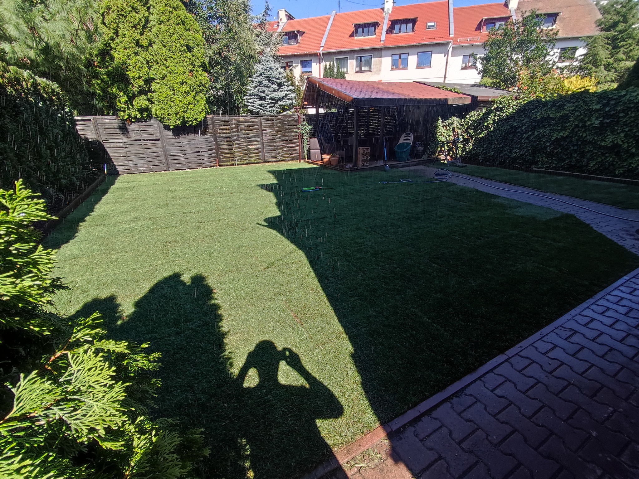 Świeżo ułożona, soczyście zielona trawa z rolki w przydomowym ogrodzie, nawadniana zraszaczem, z drewnianą wiatą w tle i cieniem fotografa w rogu.
