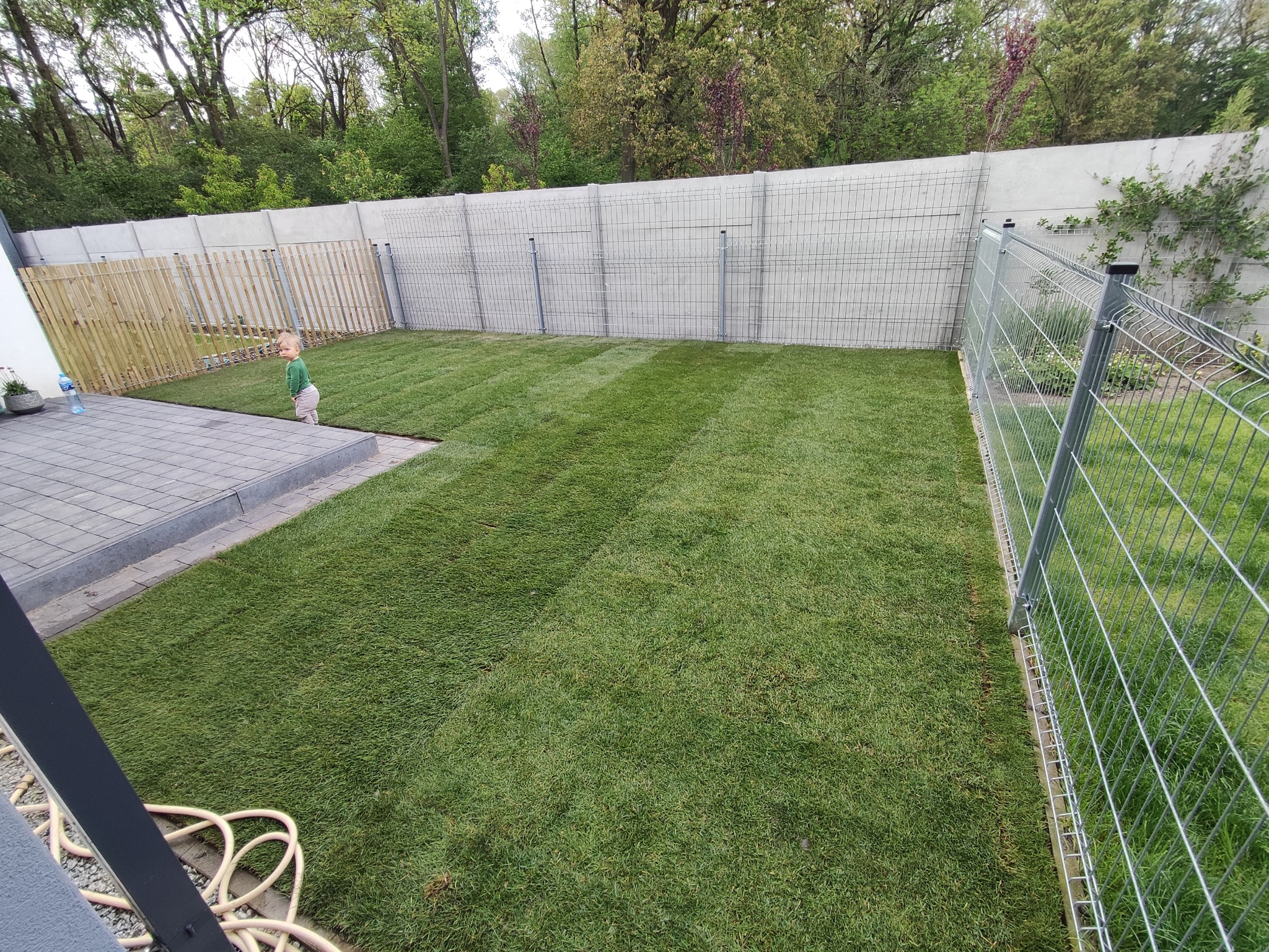 Świeżo ułożona trawa z rolki w ogrodzie, widoczne równe pasy i małe dziecko w tle, ogrodzenie panelowe z siatki.