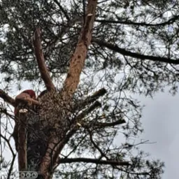 Drwal w czerwonym kasku pracuje na dużej sośnie, przycinając gałęzie. Widoczne świeżo obcięte konary i igliwie na tle pochmurnego nieba.