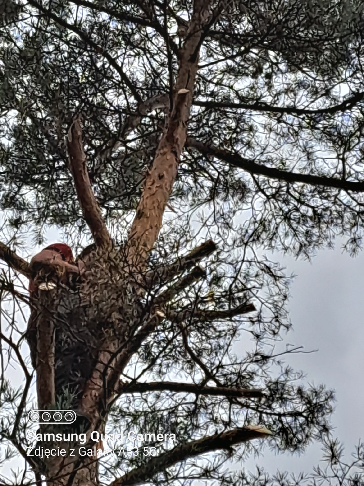 Drwal w czerwonym kasku pracuje na dużej sośnie, przycinając gałęzie. Widoczne świeżo obcięte konary i igliwie na tle pochmurnego nieba.