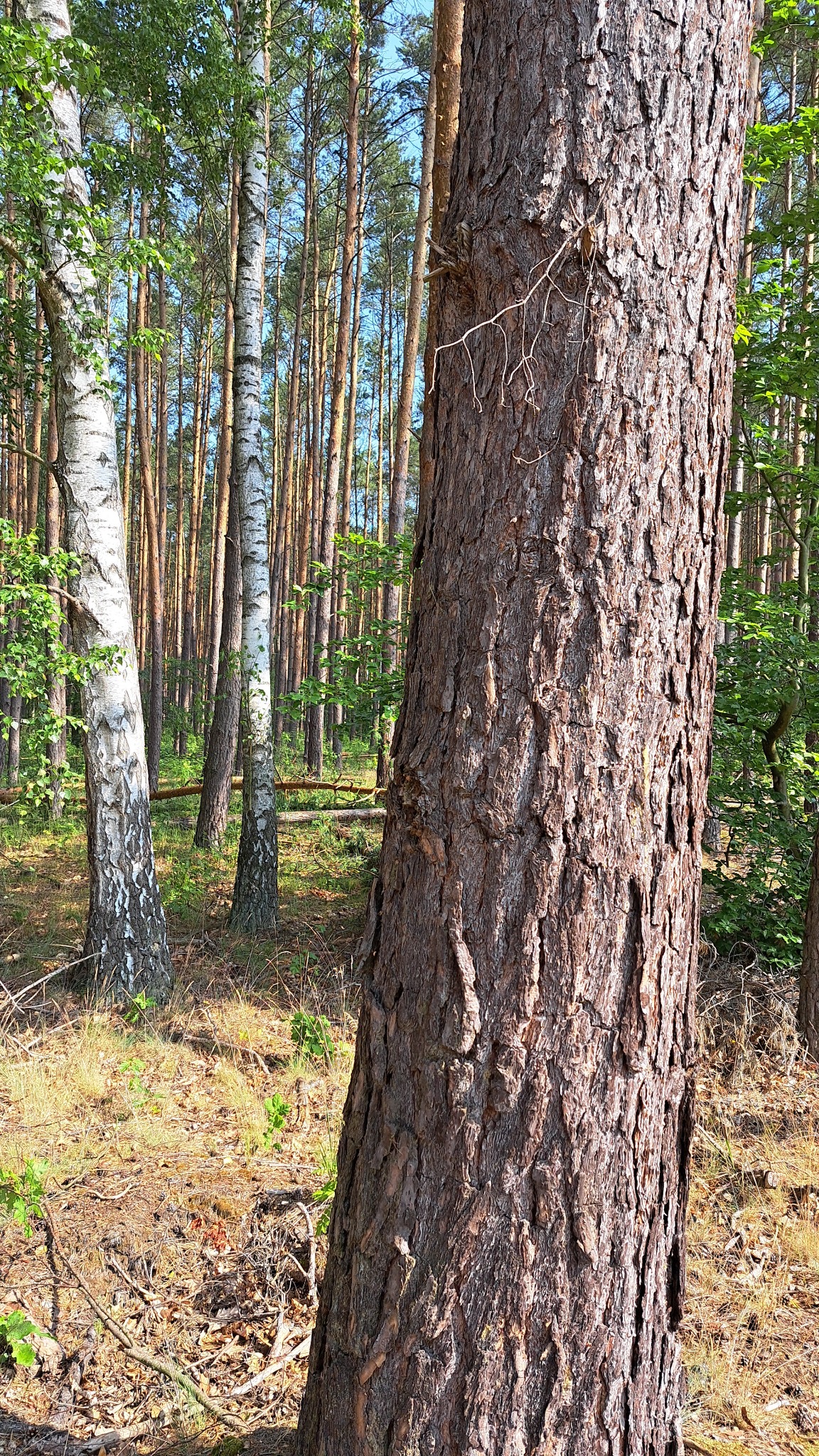 Fragment pnia sosny o grubej, spękanej korze na tle lasu z wysokimi drzewami, w tym brzozami o białej korze.