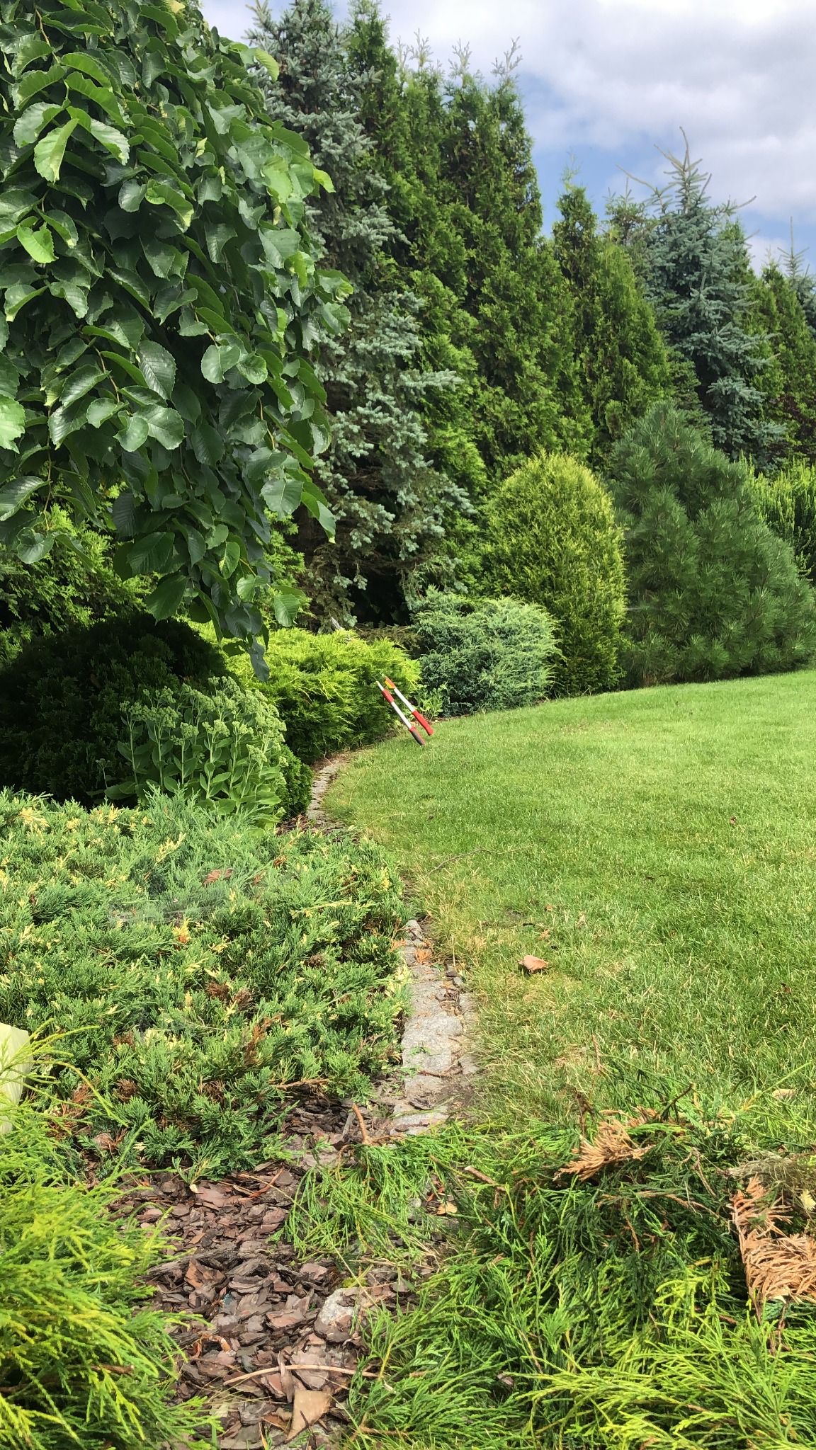 Zadbany trawnik z ozdobnymi krzewami i drzewami iglastymi w tle, przy krawężniku leżą nożyce do żywopłotu z czerwonymi rączkami.