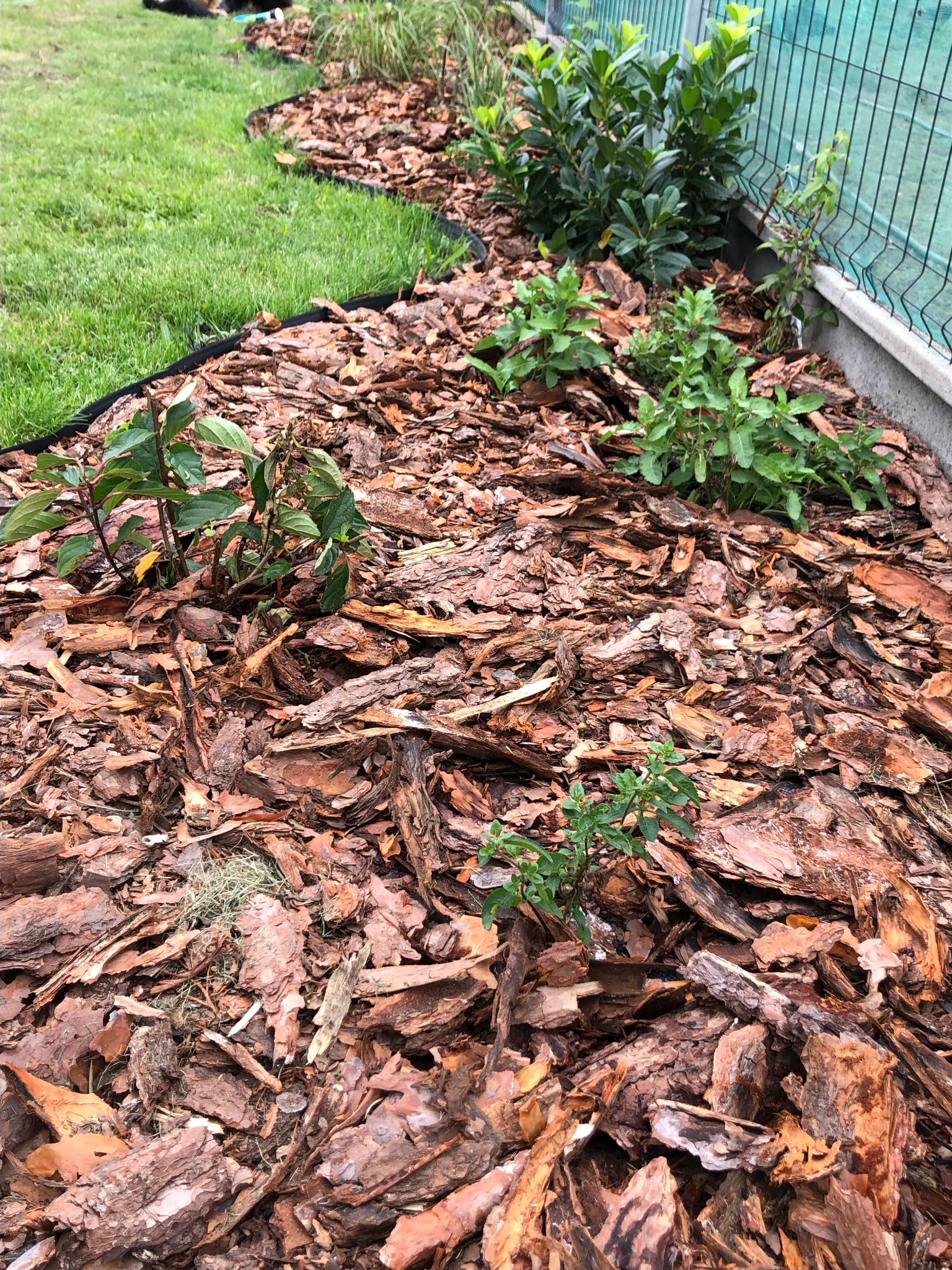 Rabata wysypana korą z młodymi sadzonkami, obrzeże z czarnej folii oddziela rabatę od trawnika, w tle siatka ogrodzeniowa.
