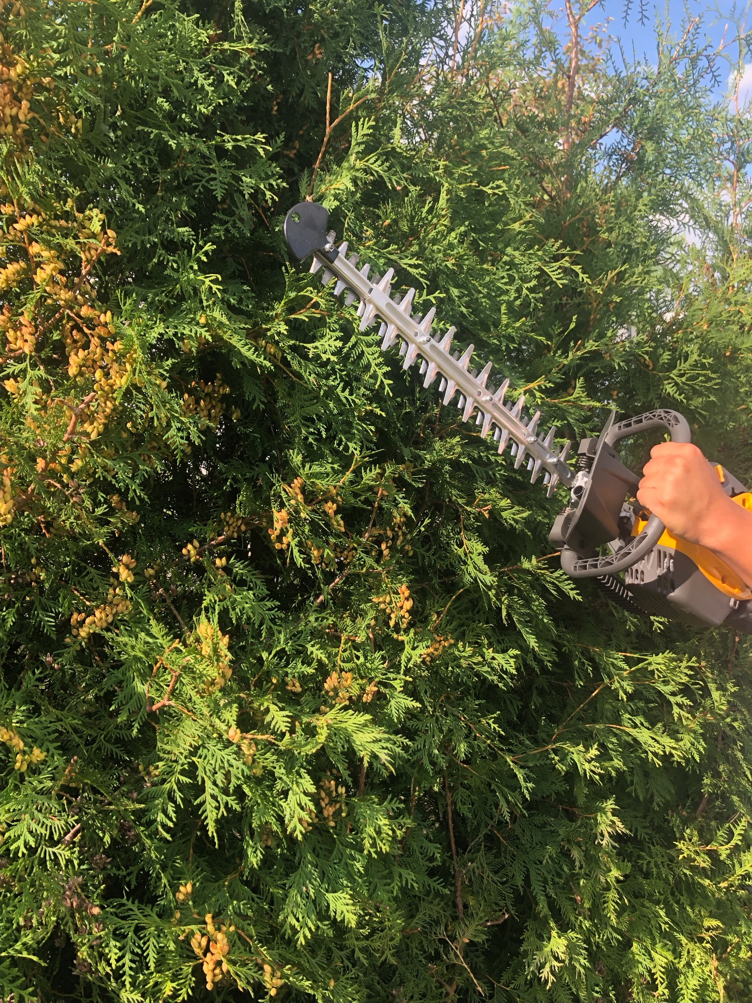 Przycinanie żywopłotu z tuj za pomocą elektrycznych nożyc, widoczne świeżo obcięte gałązki