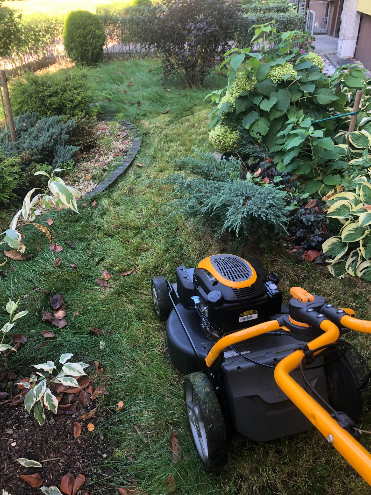 Żółto-czarna kosiarka spalinowa na trawniku z wysoką trawą, widoczne krzewy ozdobne i obrzeże rabaty