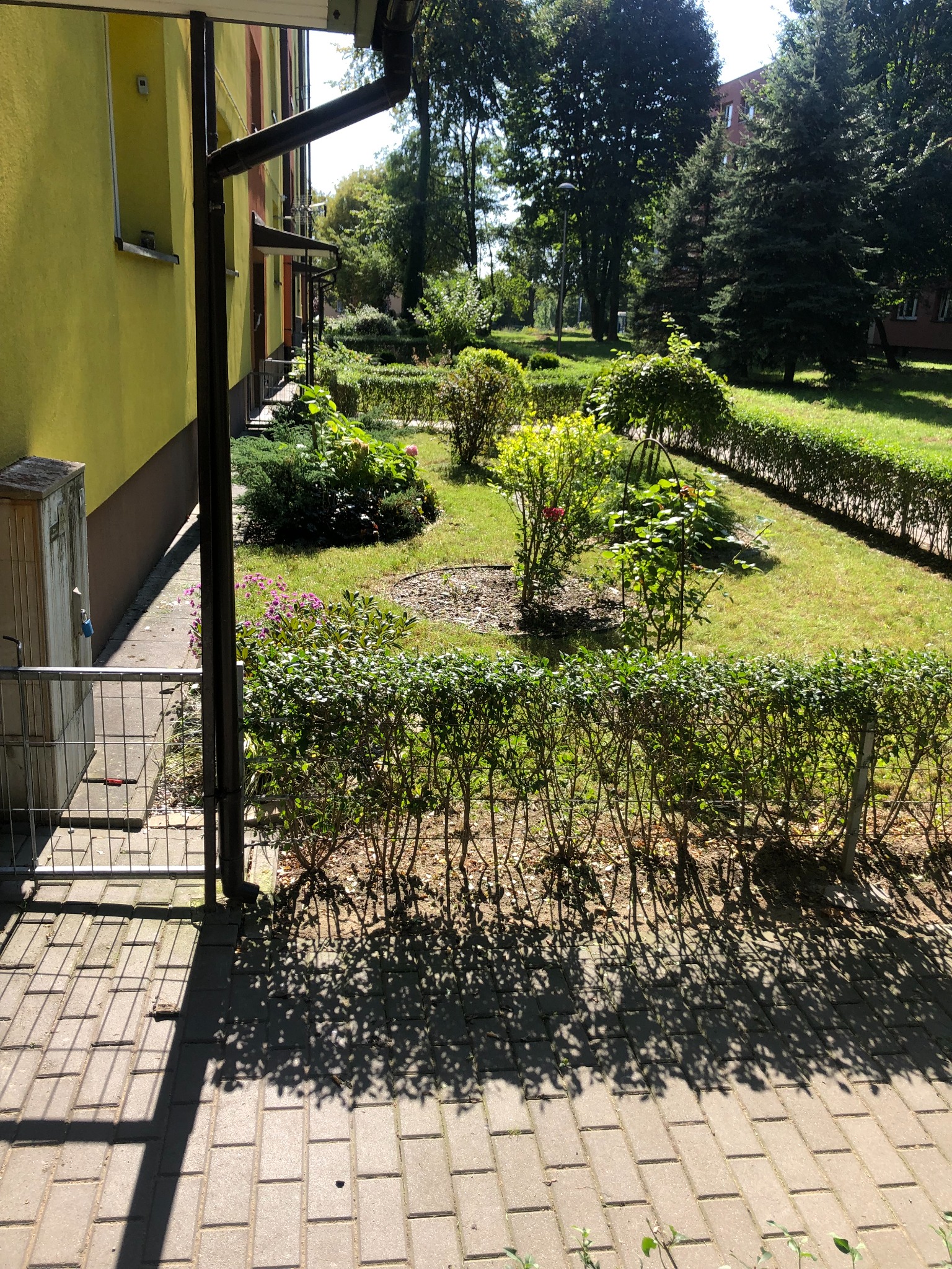 Ujęcie z poziomu chodnika na zadbany ogród z równo przystrzyżonym żywopłotem, krzewami i trawą, widziany zza metalowego ogrodzenia i rynny budynku.