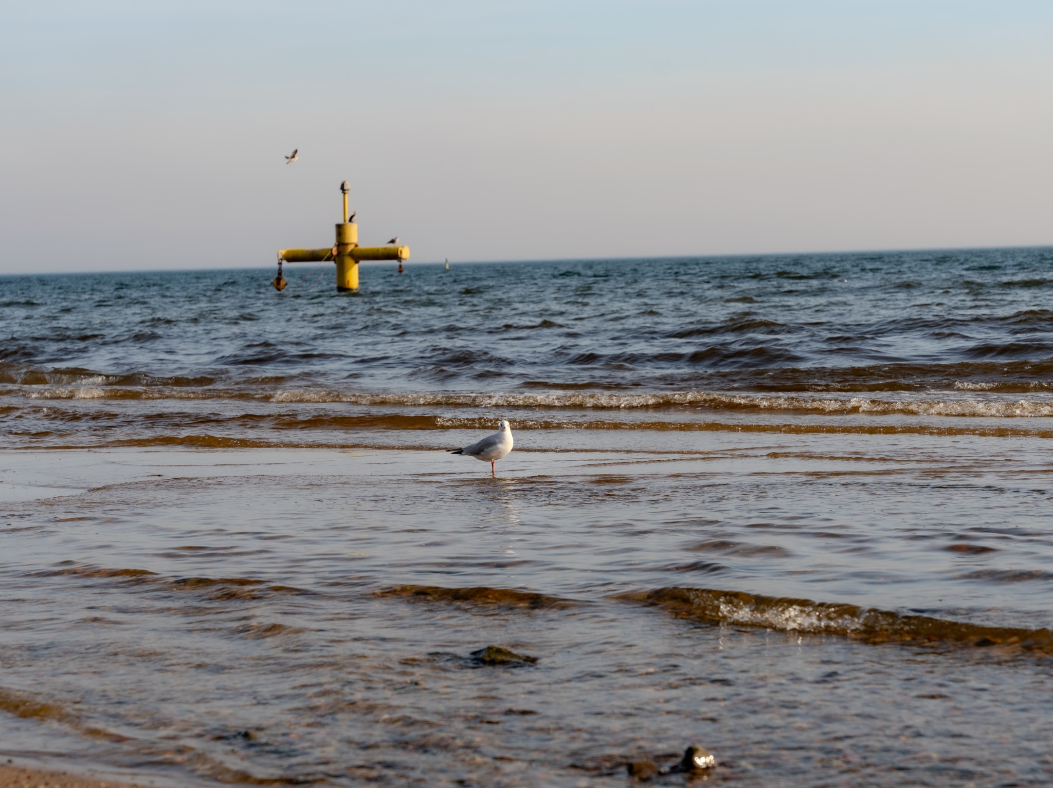 Mewa stojąca w płytkiej wodzie na plaży, w tle morze i żółta konstrukcja na wodzie, kilka ptaków w locie.