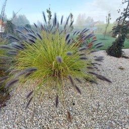 Anonim - Projektowanie Ogrodu Olsztyn