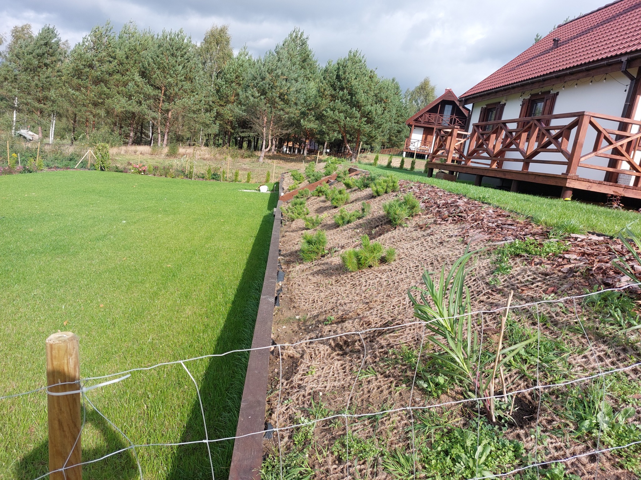 Nowo założony trawnik z systemem zabezpieczającym przed erozją, małe sadzonki drzewek iglastych, ogrodzenie z siatki, w tle dwa domki letniskowe.