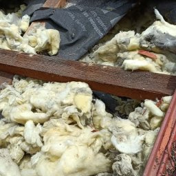 FURDREW Karol Furgała - Poddasze z widoczną izolacją z wełny mineralnej i membraną dachową, fragment czerwonej dachówki. Ocieplenie poddasza w trakcie realizacji.