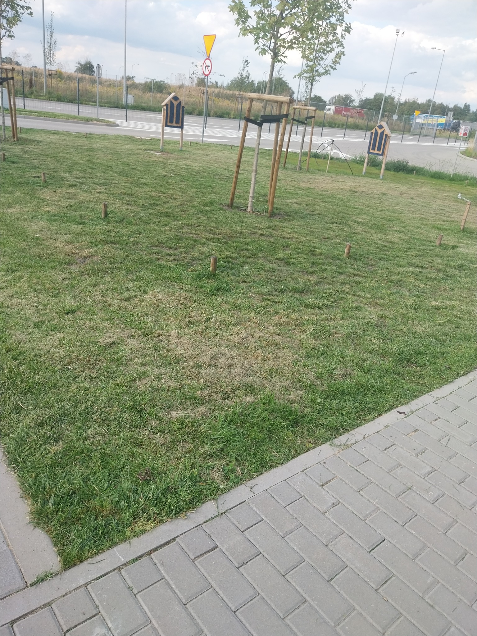 Młody trawnik z widocznymi, świeżo posadzonymi drzewkami podpartymi drewnianymi stelażami, obok chodnik z szarej kostki brukowej.