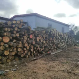 Stosy pociętych kłód drewna ułożone przed szarym budynkiem gospodarczym pod pochmurnym niebem. Niektóre kłody oznaczone czerwoną farbą.