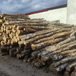 Stos pociętych kłód brzozy składowanych przy budynku w Białym Borze, widoczne ślady kory i nierówności cięcia.