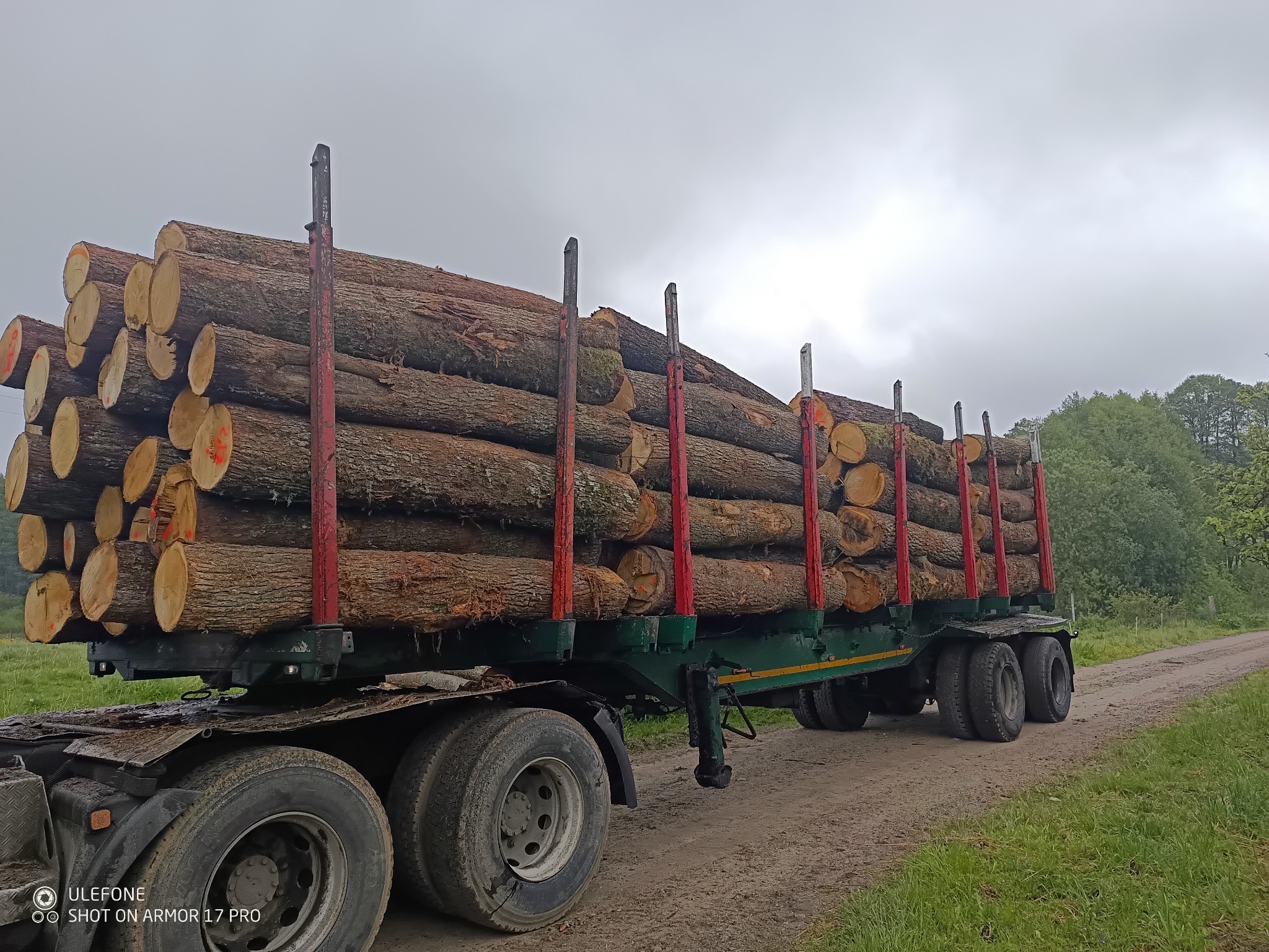 Ciężarówka z przyczepą załadowana pociętymi pniami drzew z pomarańczowymi oznaczeniami na czołach, jadąca polną drogą w pochmurny dzień.