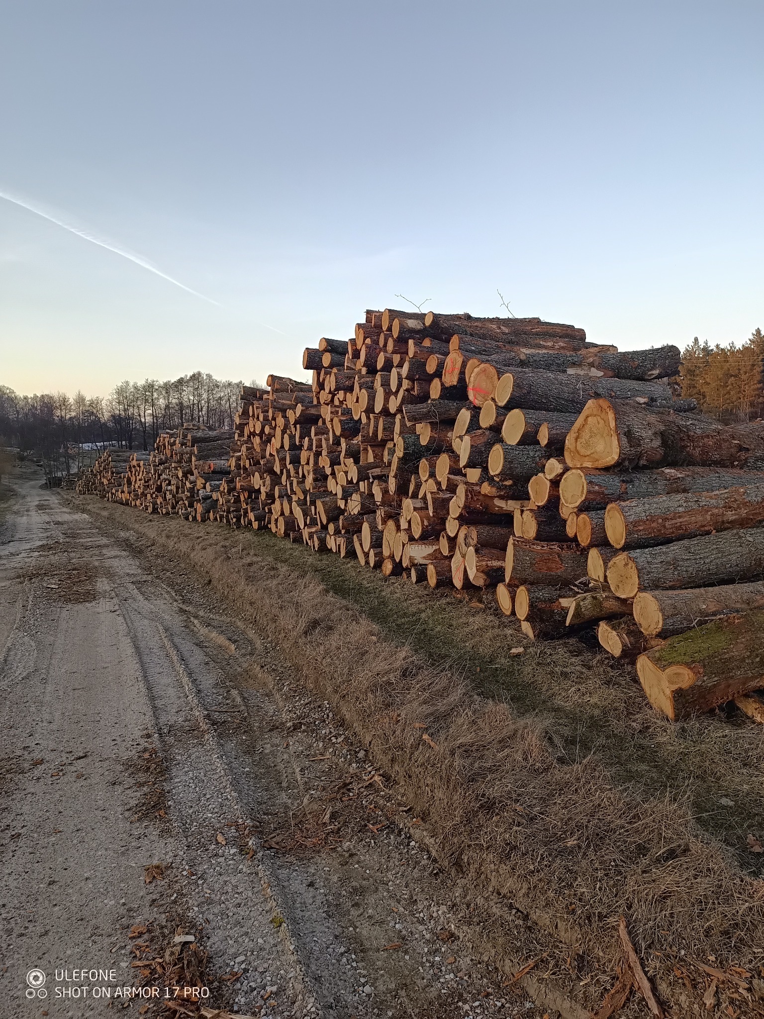 Stosy pni drzew ułożone wzdłuż polnej drogi, z widocznym lasem w tle i błękitnym niebem z smugą kondensacyjną. Widoczny przekrój pni z korą i sękami.