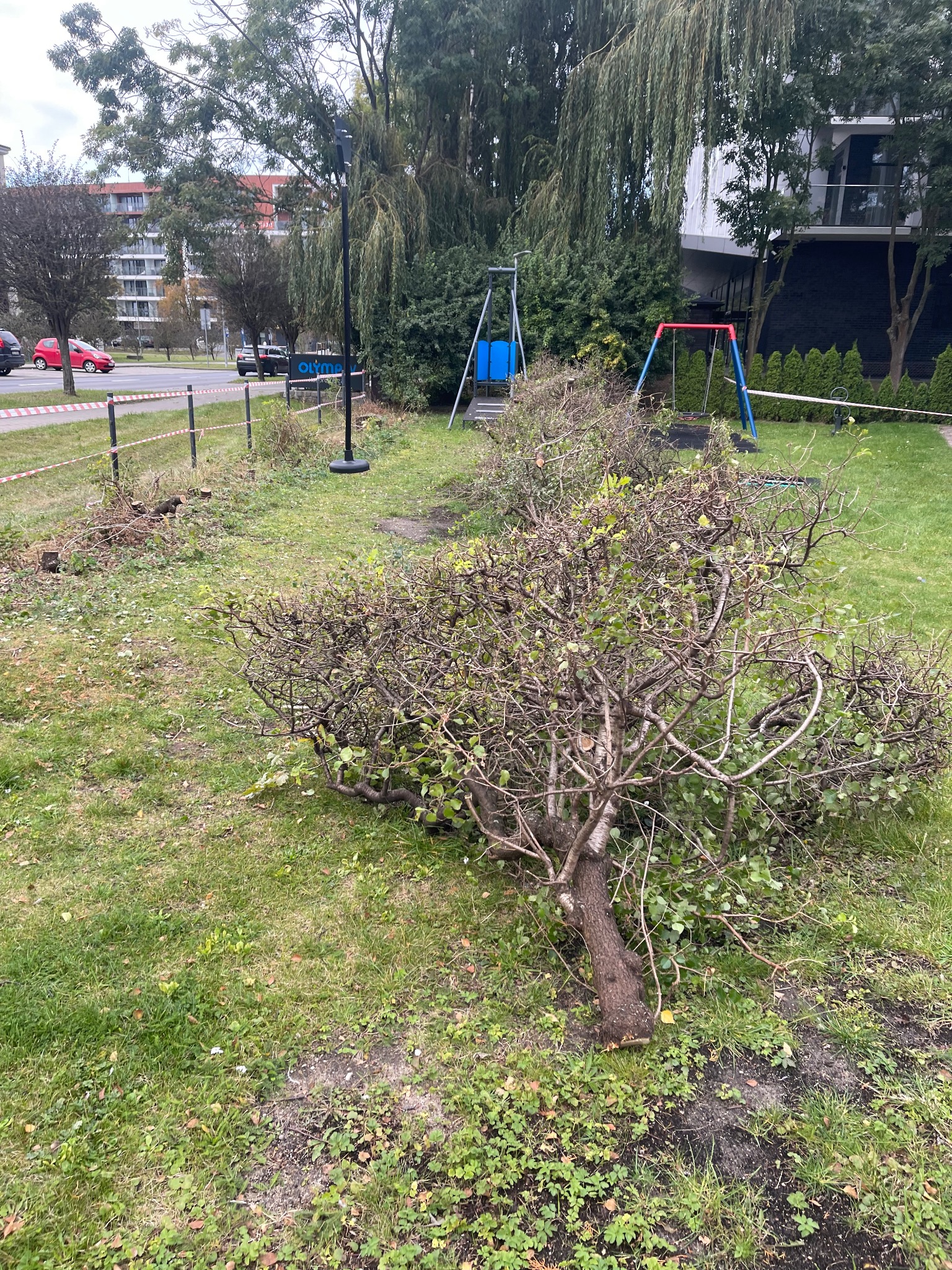 Przycięte drzewo leżące na trawniku w parku, w tle plac zabaw i budynki mieszkalne, teren zabezpieczony taśmą.