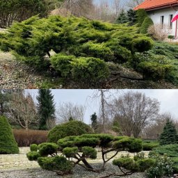 FLY PARADISE S.C - Dwa ujęcia ogrodu z różnymi formowanymi krzewami iglastymi na tle domu z czerwoną dachówką i drzew bezlistnych pod pochmurnym niebem.