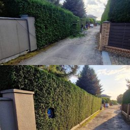 FLY PARADISE S.C - Porównanie stanu żywopłotu przed i po przycięciu, widok z ulicy, świeżo ścięte gałęzie na ziemi, w tle osoby pracujące na drabinie.