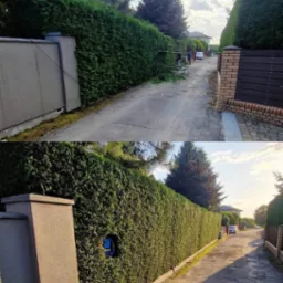 Porównanie stanu żywopłotu przed i po przycięciu, widok z ulicy, świeżo ścięte gałęzie na ziemi, w tle osoby pracujące na drabinie.
