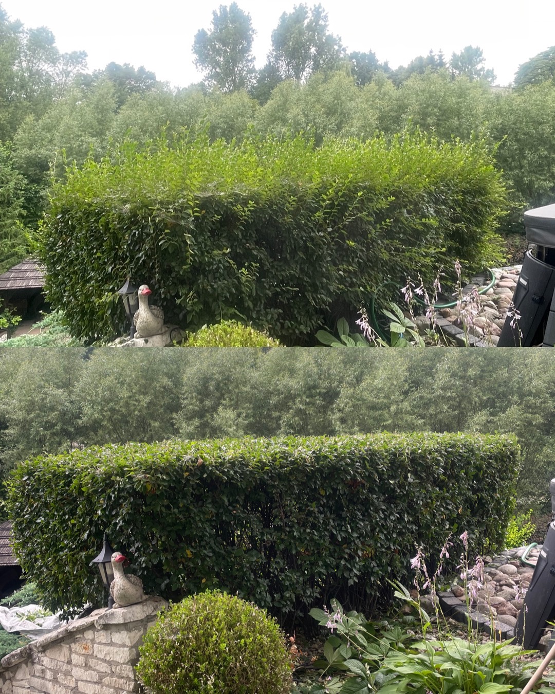 Starannie przycięty, wysoki żywopłot z dekoracyjną figurką kaczki na kamiennym murku, otoczony zielenią i kwiatami, z widocznym fragmentem dachu i drzewami w tle.