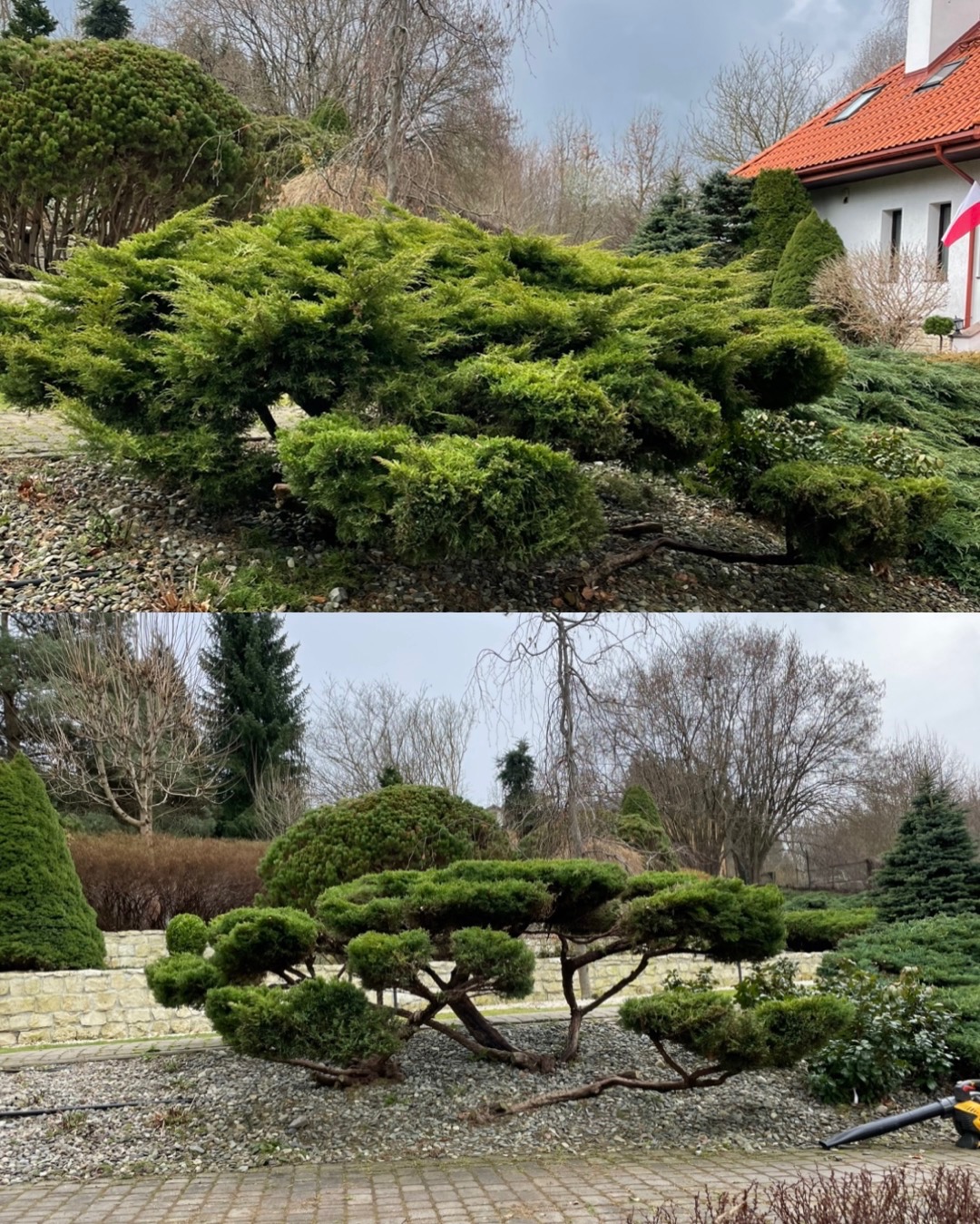 Dwa ujęcia ogrodu z różnymi formowanymi krzewami iglastymi na tle domu z czerwoną dachówką i drzew bezlistnych pod pochmurnym niebem.