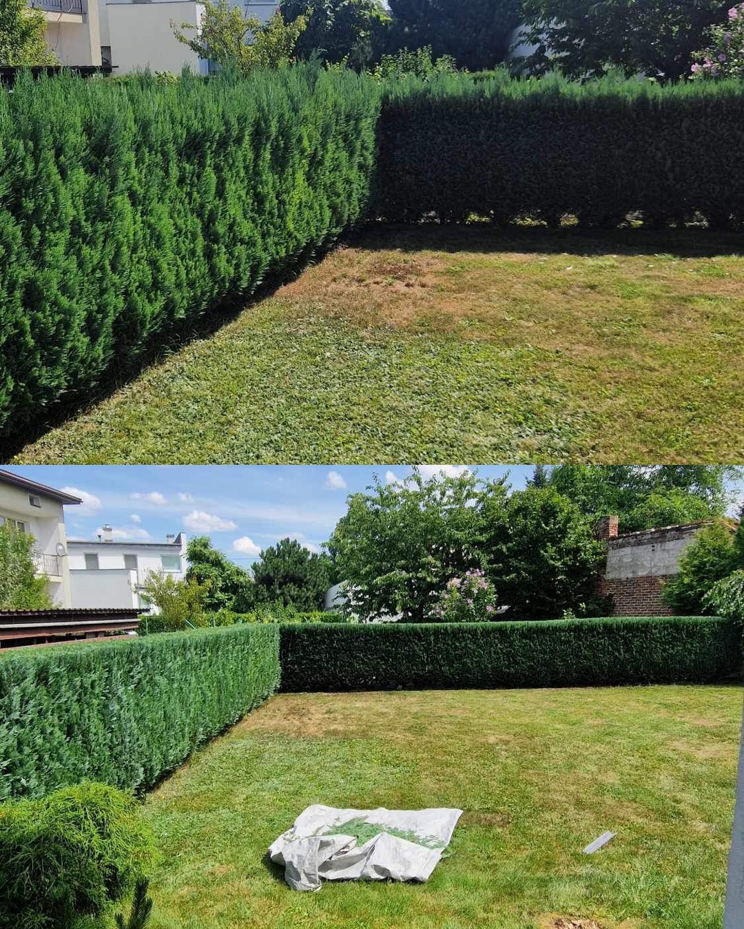 Porównanie stanu trawnika i żywopłotu przed i po zabiegach pielęgnacyjnych, z widocznym przyciętym żywopłotem i fragmentami trawy na plandece.
