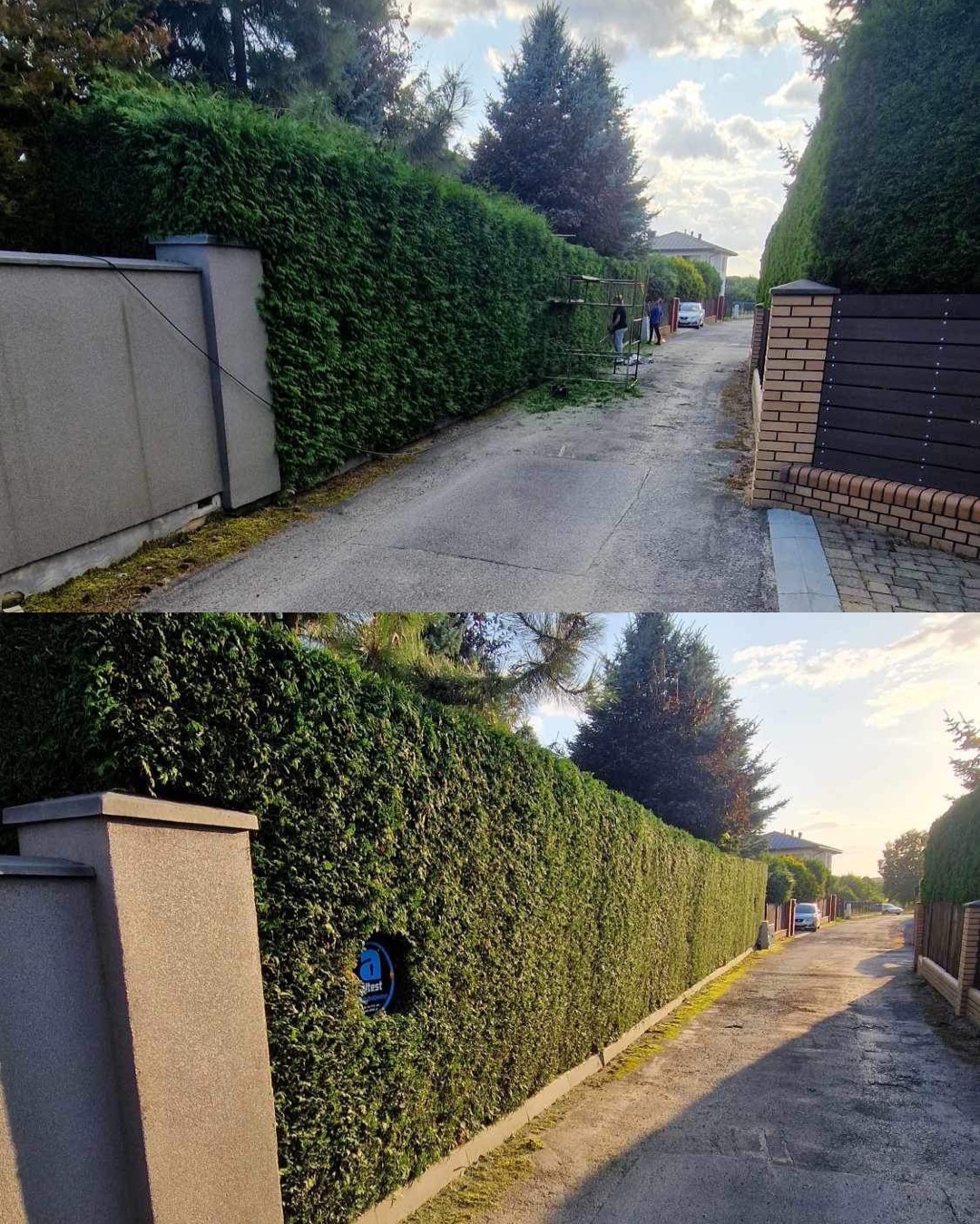 Porównanie stanu żywopłotu przed i po przycięciu, widok z ulicy, świeżo ścięte gałęzie na ziemi, w tle osoby pracujące na drabinie.