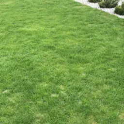 Regularnie skoszony trawnik z obrzeżem z białych kamieni i nasadzeniami karłowatych iglaków, w tle żywopłot i młode drzewka podparte tyczkami.