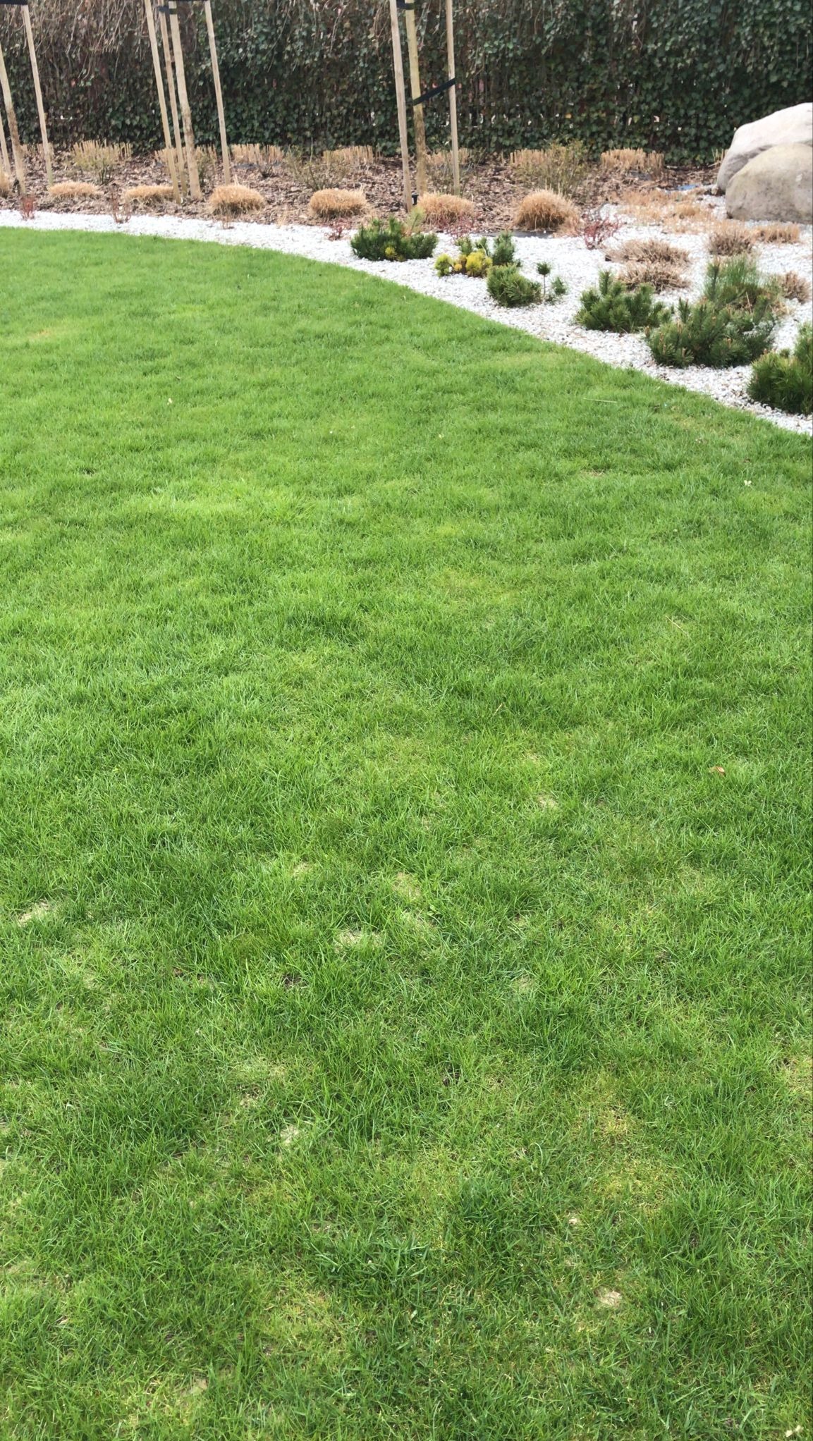 Regularnie skoszony trawnik z obrzeżem z białych kamieni i nasadzeniami karłowatych iglaków, w tle żywopłot i młode drzewka podparte tyczkami.