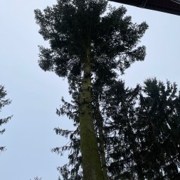 DREWBUD - Pierwszorzędne Ścinanie Drzew Puławy
