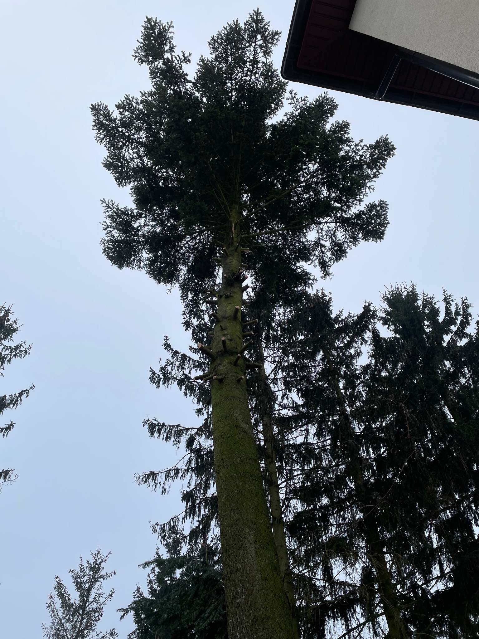 Wysoka, zielona choinka po częściowym usunięciu gałęzi, widoczna z dołu na tle pochmurnego nieba, z fragmentem dachu budynku w prawym górnym rogu.