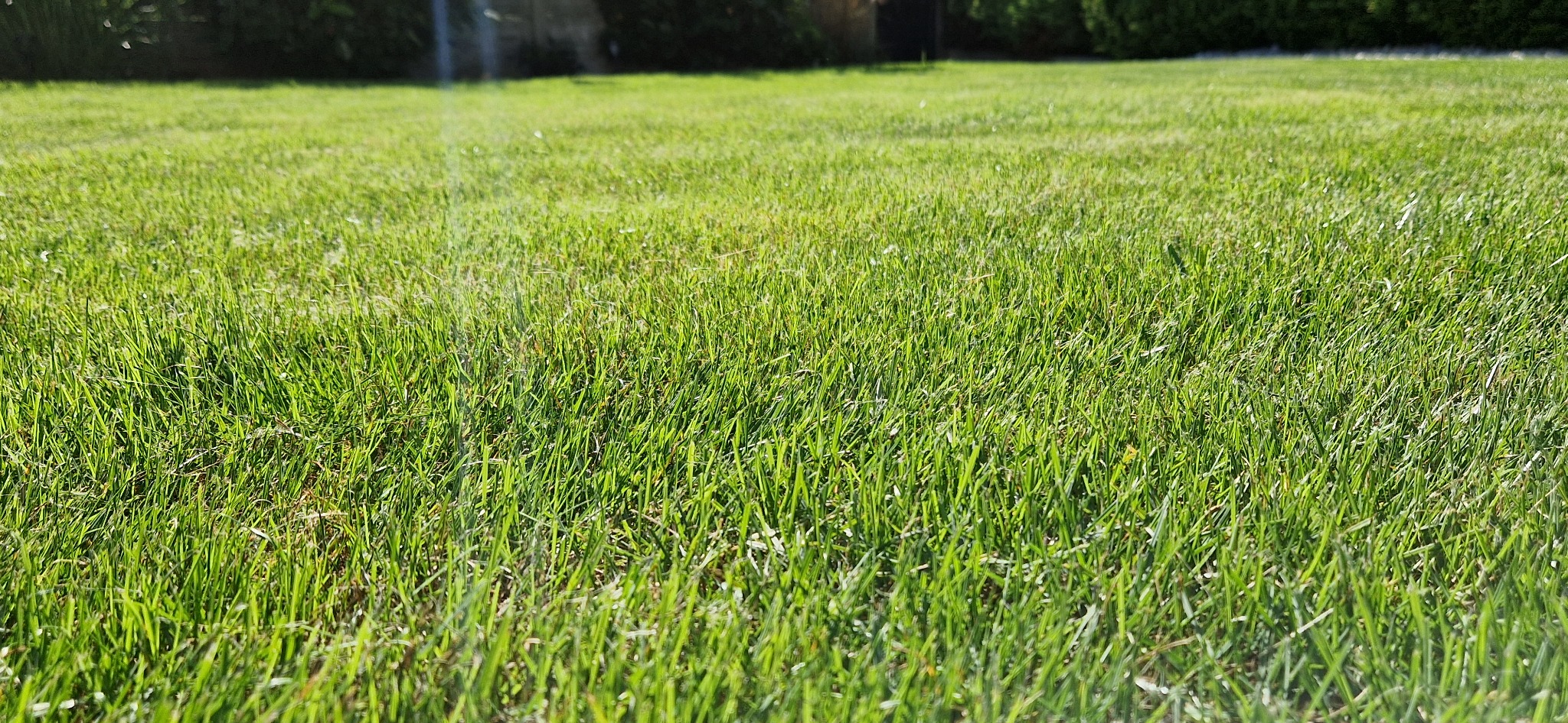 Świeżo skoszony, gęsty trawnik w promieniach słońca, z widocznymi śladami po kosiarce i ciemnozielonym żywopłotem w tle.