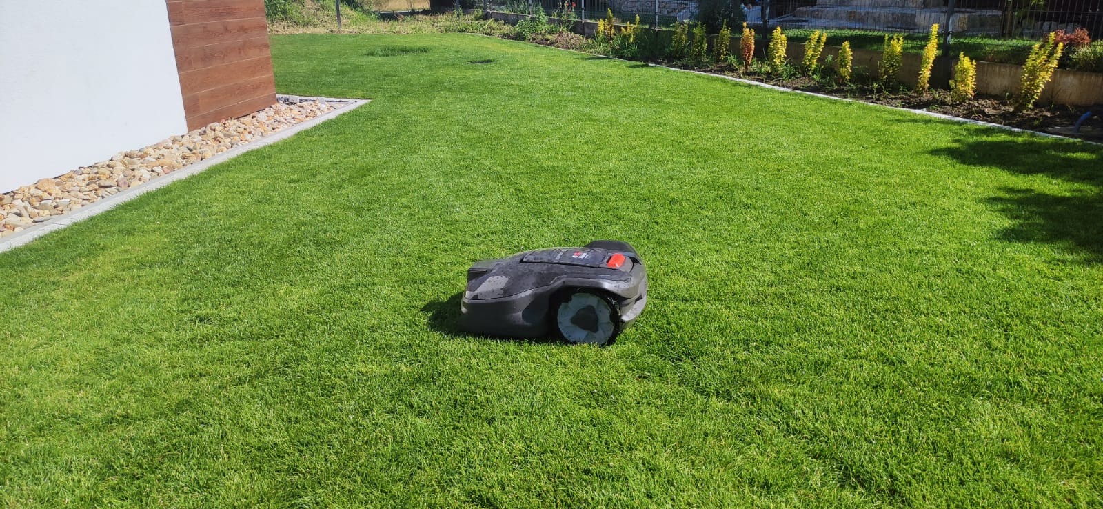 Robot koszący na idealnie przystrzyżonym trawniku, widok z bliska na urządzenie, w tle rabata z żółtymi kwiatami i ogrodzenie.