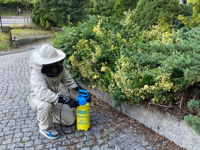 Osoba w kombinezonie ochronnym i masce opryskuje krzewy za pomocą żółtego opryskiwacza ciśnieniowego Gloria Prima 5.